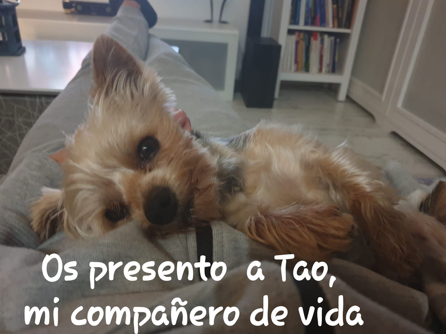 Reflexiones - Os presento a TAO!! 