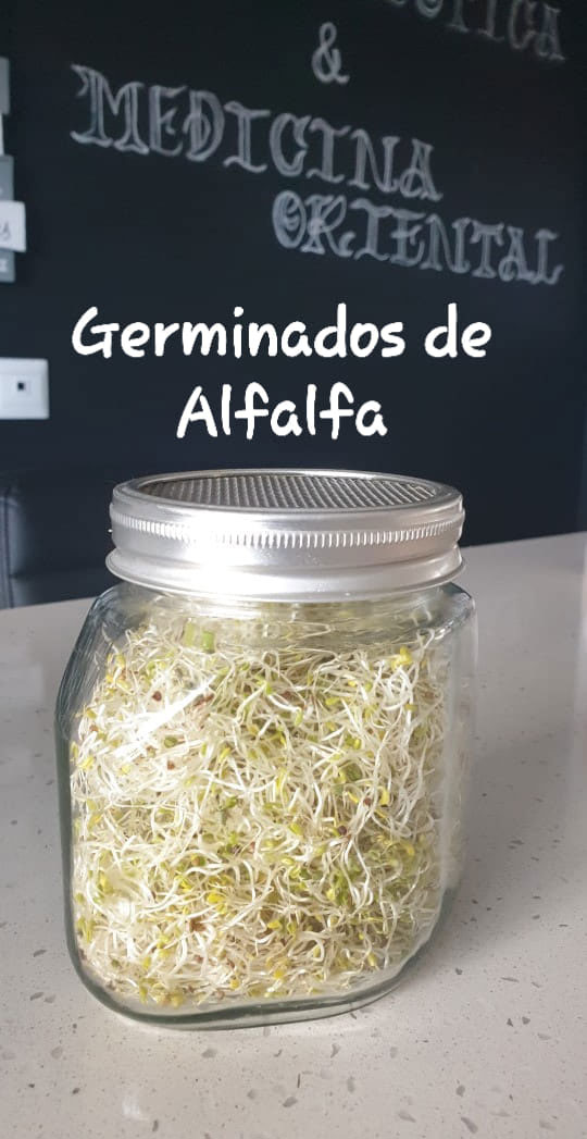 Receta - Germinados de Alfalfa 